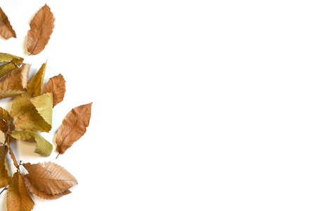 dry leaves of chestnut tree isolated on white.