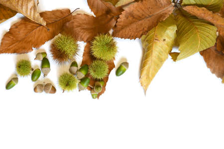 oak leaves with dry chestnut leaves with curls and acorns isolated on white. Autumn background.の写真素材