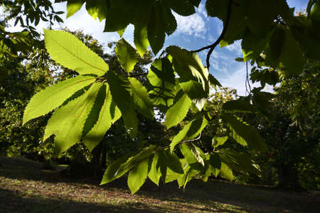 fresh chestnut green leaves in a forest on tuscany mountains. Autumn season, Italy.の写真素材
