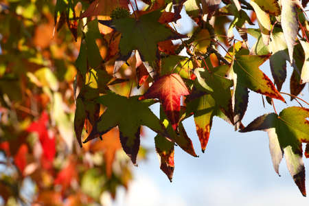 red maple leaves on tree in october. Fall colorsの写真素材