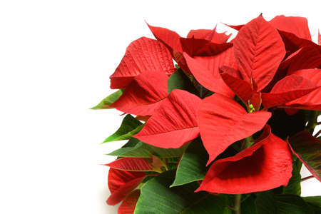 Christmas Star isolated on white. Euphorbia pulcherrima known as Poinsettia or Christmas Star is an ornamental plant native to Mexico.の写真素材