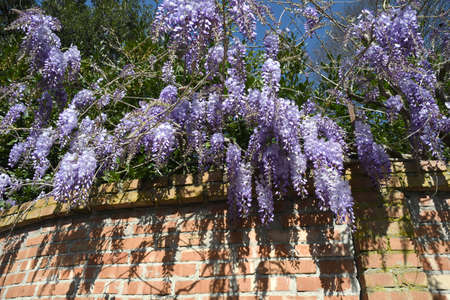 wisteria in bloom in front of a brick wallの写真素材