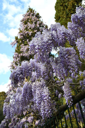 Purple flowering Wisteria Sinensis. Beautiful flowering wisteria plant in the garden climbs a cypress.の写真素材