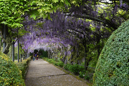 Florence, April 2021: Beautiful Wisteria in Bloom. Wisteria Tunnel in a garden near Michelangelo square in Florence, Italy.のeditorial素材