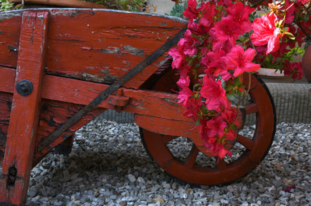 red azaleas in bloom in a gardenの写真素材