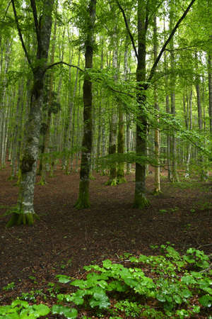 beautiful beech forest on tuscany mountains, spring season. Italy.
