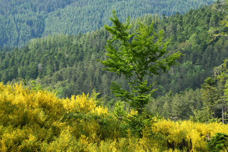 Beech forest with blooming gorse on the mountains in Tuscany, Italy.の写真素材