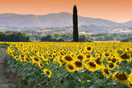 Beautiful field of sunflowers under the sunset light in the Tuscan countryside. Italy