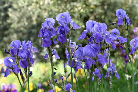 beautiful irises in bloom in a garden