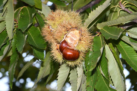 open hedgehog with chestnuts inside hanging on a tree in a forest in Tuscany, Italy.の写真素材