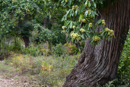 Hedgehogs almost ripe hanging from a chestnut branch just before the chestnut harvest in October in the fall.の写真素材