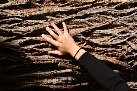 female hand touching the old bark of a centenary chestnut tree in the forest, protect nature, green ecological lifestyle.の写真素材