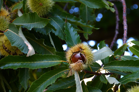 Chestnuts are about to fall from the ripe hadgehogs hanging on the tree during the harvest time in the fall season. Chestnut harvest time in October. Italy.の写真素材