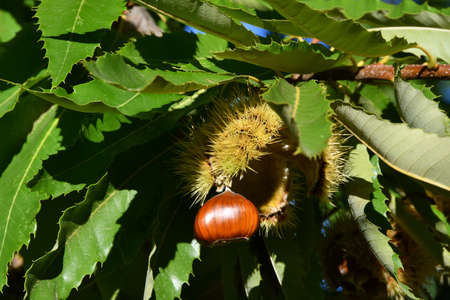 Chestnuts are about to fall from the ripe hadgehogs hanging on the tree during the harvest time in the fall season. Chestnut harvest time in October. Italy.の写真素材