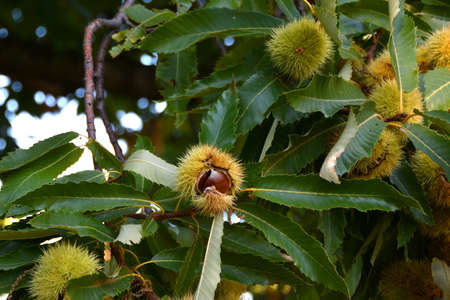 Chestnuts are about to fall from the ripe hadgehogs hanging on the tree during the harvest time in the fall season. Chestnut harvest time in October. Italy.の写真素材