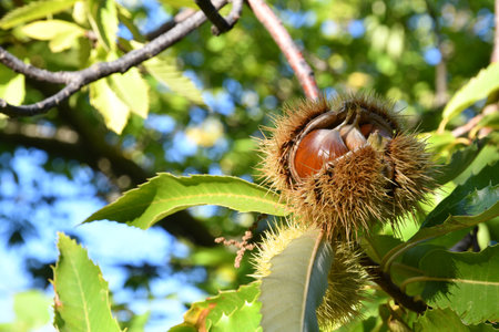 Chestnuts are about to fall from the ripe hadgehogs hanging on the tree during the harvest time in the fall season. Chestnut harvest time in October. Italy.の写真素材