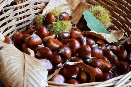 Close-up of freshly picked chestnuts in a wicker basket along with leaves and hedgehogs.の写真素材