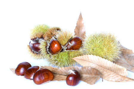 Close up of chestnuts inside hedgehog with leaves on white background.