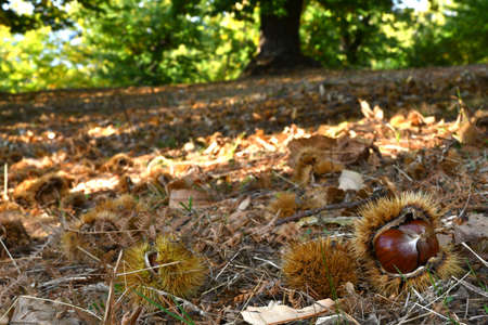 Autumn, centuries-old chestnut forest in the Tuscan mountains. Time for the chestnut harvest. Close up of chestnuts and hedgehogs on the ground. Shot from below. Typical fresh autumn fruits.の写真素材