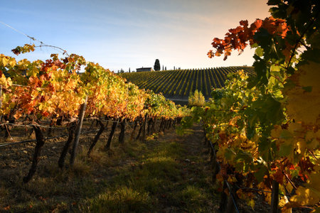 Beautiful vineyards in the Chianti Classico area are colored under the light of the sunset during the autumn season. Greve in Chianti, Italy.の写真素材