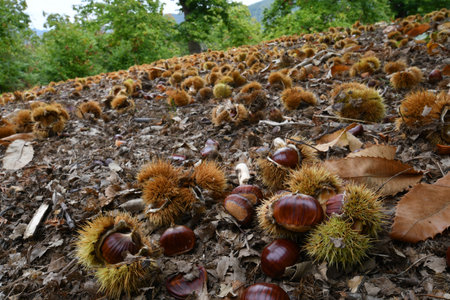 Autumn, centuries-old chestnut forest in the Tuscan mountains. Time for the chestnut harvest. Close up of chestnuts and hedgehogs on the ground. Shot from below. Typical fresh autumn fruits.の写真素材