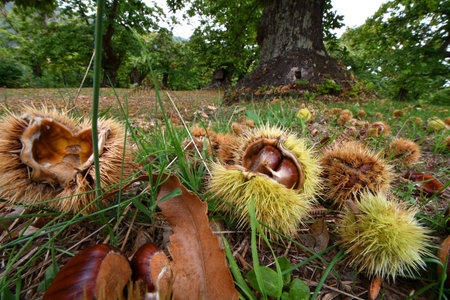 October, Chestnuts and hedgehogs fall to ground. Chestnut harvest time. Close up of chestnuts and hedgehogs. Shot from below. Typical fresh autumn fruits.の写真素材
