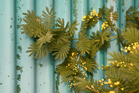 Flowering mimosa tree. Mimosa blooms. Selective focus. The flowery branch of mimosa is offered to women on March 8th for the International Women's Day.の写真素材