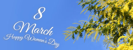 Mimosa flowers. Banner for the International Women's Day. March 8 greeting card with Yellow Mimosa...
