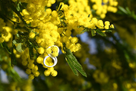 Close-up of the white number eight on yellow Mimosa flowering twigs. Mimosa flowers for International Women's Day on 8 March.の写真素材