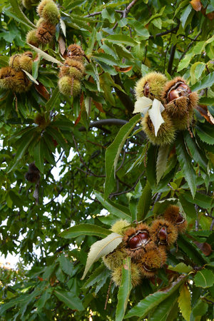 Chestnuts in hedgehogs hang from chestnut branches just before harvest, autumn season. Chestnut forest in the Tuscan mountains. Italy.の写真素材