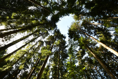 Beautiful fir forest, shot from below