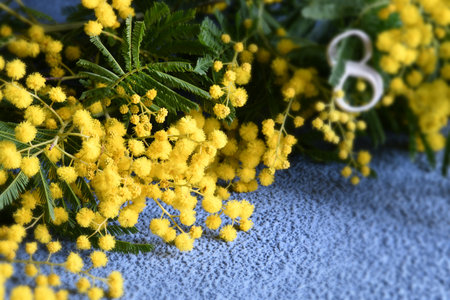 Flowers composition. Mimosa flowers on blue background. White number eight on yellow Mimosa flowering twigs. Mimosa flowers for International Women's Day on 8 March.の写真素材