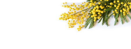Spring flowers background banner. Mimosa flowers frame, border with copy space on white backdrop. Easter, Women's day concept. Top views.の写真素材