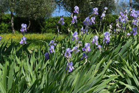 Iris pallida blooms among the olive trees on the Tuscan hills near Pontassieve in spring. The iris (Iris Pallida), symbol of the city of Florence. Italy.の写真素材
