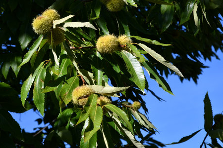 Chestnut forest, chestnuts burrs are about to hatch and drop their chestnuts for the autumn harvest.