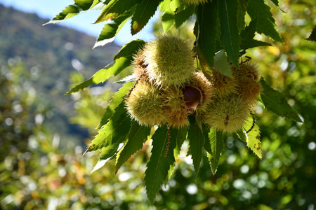 Chestnuts in their husks hanging from chestnut tree branches are about to fall just before harvest in autumn. Chestnut forest in the Tuscan mountains. Italy.の写真素材