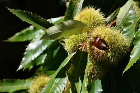 Chestnuts in their husks hanging from chestnut tree branches are about to fall just before harvest in autumn. Chestnut forest in the Tuscan mountains. Italy.の写真素材