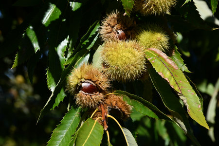 Chestnuts in their husks hanging from chestnut tree branches are about to fall just before harvest in autumn. Chestnut forest in the Tuscan mountains. Italy.の写真素材