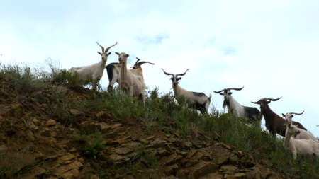 herd of wild mountain goats stands on a rocky cliff and looks into the camera. Animals in the wild. natural habitatの写真素材