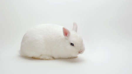 A fluffy cute rabbit lies on a white background, sniffing and licking everythingの写真素材