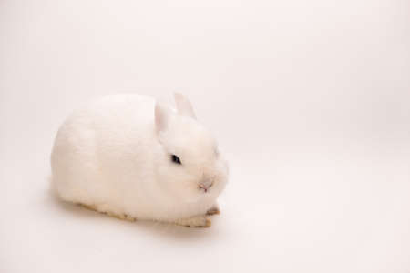 A fluffy cute rabbit with pink ears, gray eyes and a long mustache on a solid white background looks at the camera.の写真素材