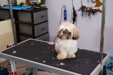 Cute image of a female veterinarian hugging an adorable Shih Tzu breed dogの写真素材