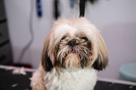 Cute image of a female veterinarian hugging an adorable Shih Tzu breed dogの写真素材