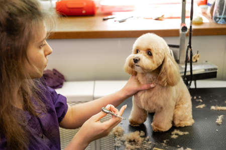 A young beautiful hairdresser girl in a blue uniform gives a haircut to a cute little dog of the Maltese breed in the salon. Grooming. small businessの写真素材