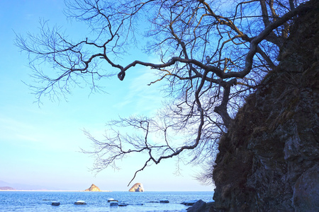 tree against the sky, winter seaの写真素材
