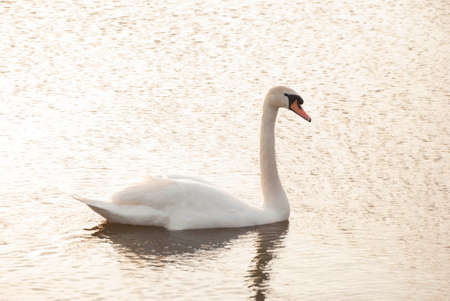 swanの写真素材