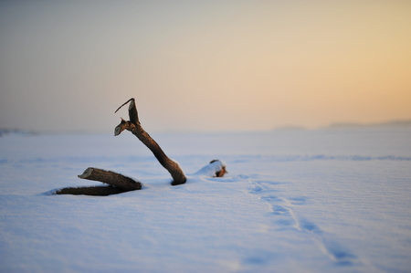 View of frozen lake covered by snow with piece of wood.の写真素材