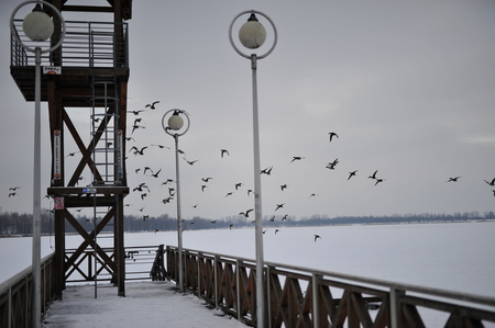 Flying birds above jetty and lake covered by snow.のeditorial素材