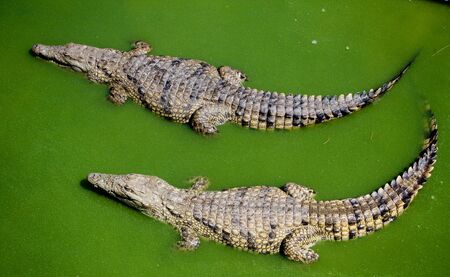 two crocodiles