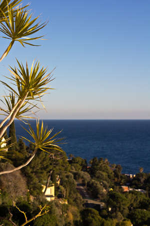 Plant With Blue Seascape In The Background On A Sunny Dayの写真素材